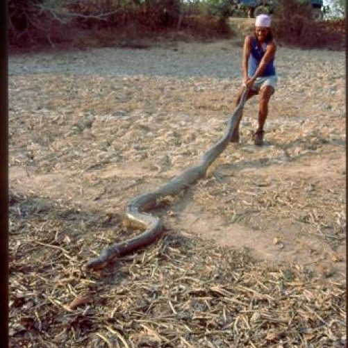 dagen&#AmazonePantanalenRiodeJaneiro