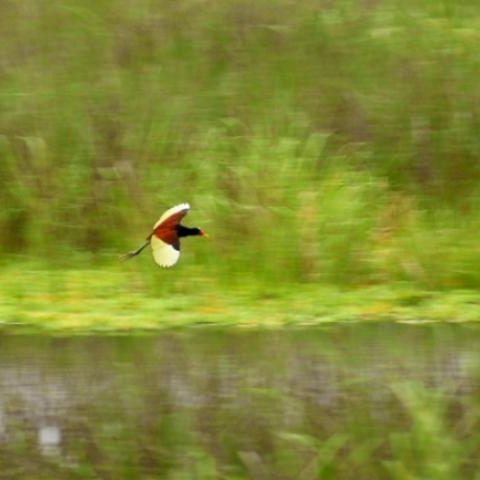 dagenbirdingtipvenezuela