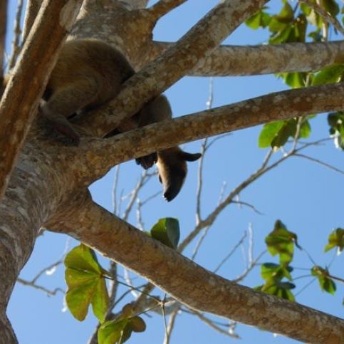 dagenbirdingtipvenezuela