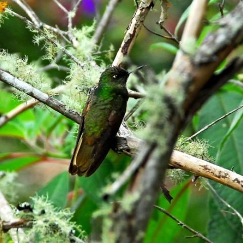 dagenbirdingtipvenezuela