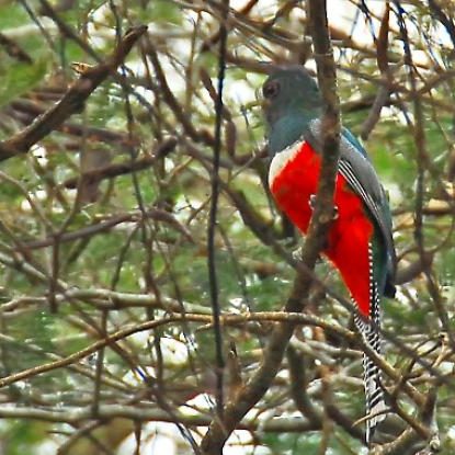 dagenbirdingtipvenezuela