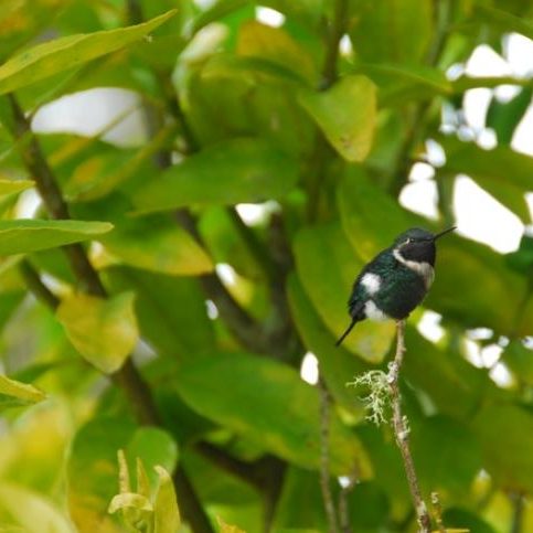 dagenbirdingtipvenezuela