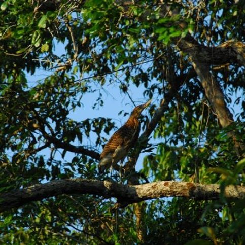 dagenbirdingtipvenezuela