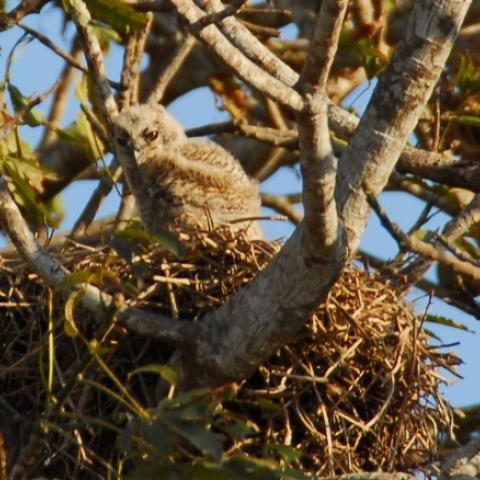 dagenbirdingtipvenezuela