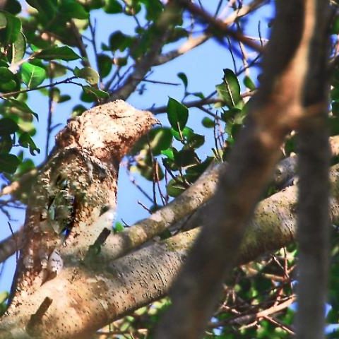 dagenbirdingtipvenezuela