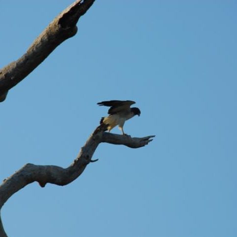 dagenbirdingtipvenezuela