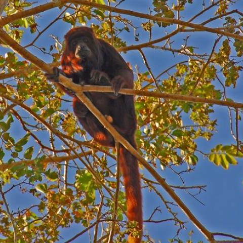 dagenbirdingtipvenezuela
