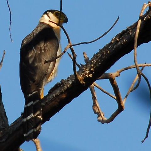 dagenbirdingtipvenezuela