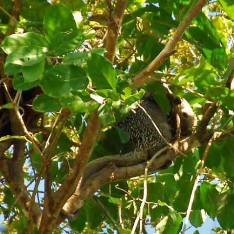 dagenbirdingtipvenezuela