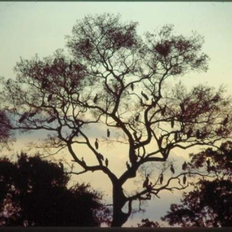 dagen&#AmazonePantanalenRiodeJaneiro