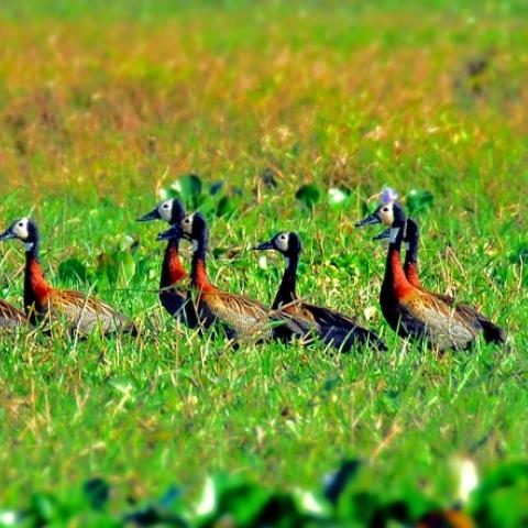 dagenbirdingtipvenezuela
