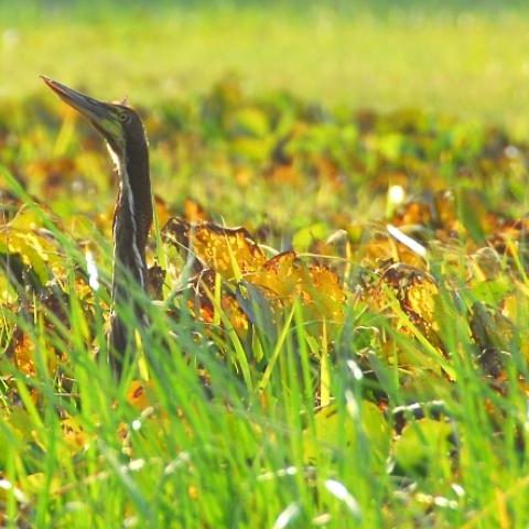 dagenbirdingtipvenezuela