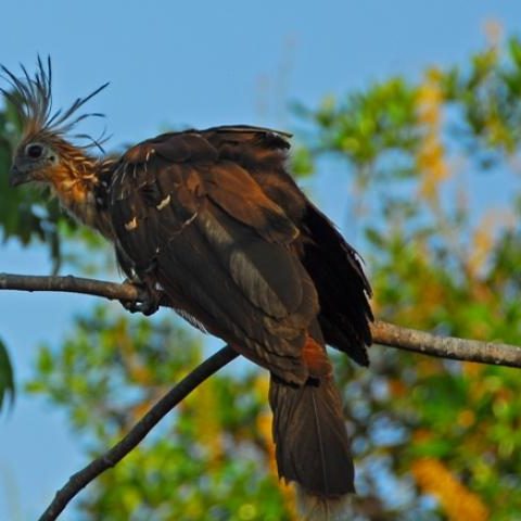 dagenbirdingtipvenezuela