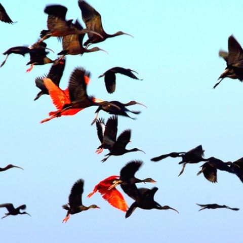 dagenbirdingtipvenezuela
