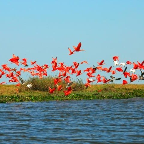 dagenbirdingtipvenezuela