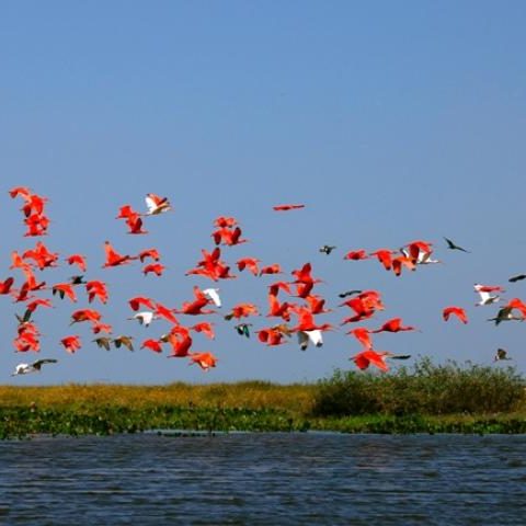 dagenbirdingtipvenezuela