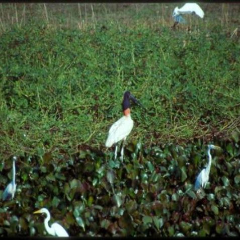 dagen&#AmazonePantanalenRiodeJaneiro