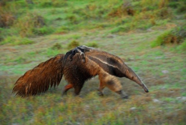 dagenbirdingtipvenezuela