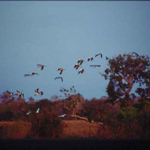 dagen&#AmazonePantanalenRiodeJaneiro