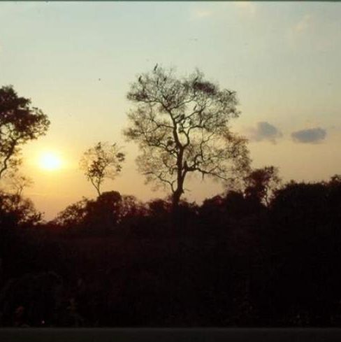 dagen&#AmazonePantanalenRiodeJaneiro