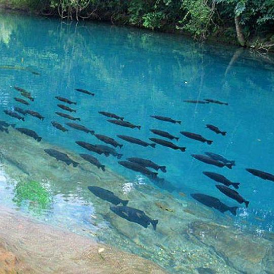 dagen&#AmazonePantanalenRiodeJaneiro