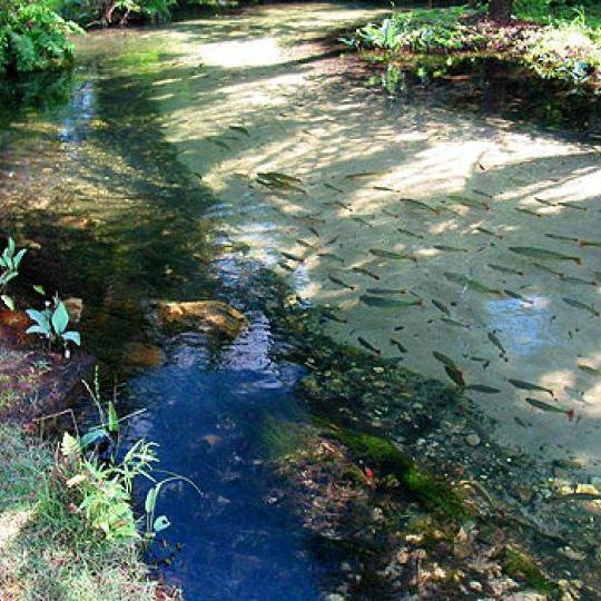 dagen&#AmazonePantanalenRiodeJaneiro