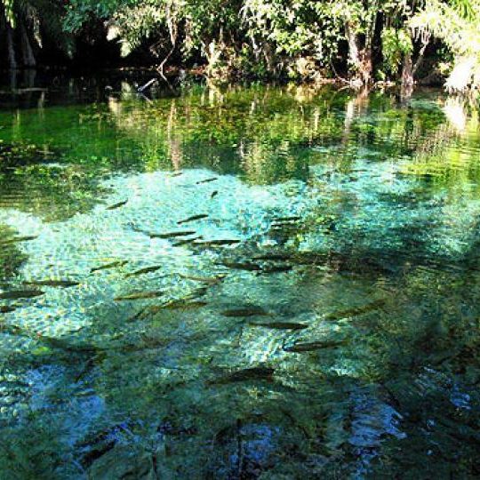 dagen&#AmazonePantanalenRiodeJaneiro