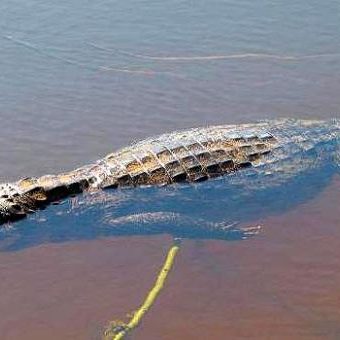 dagen&#AmazonePantanalenRiodeJaneiro