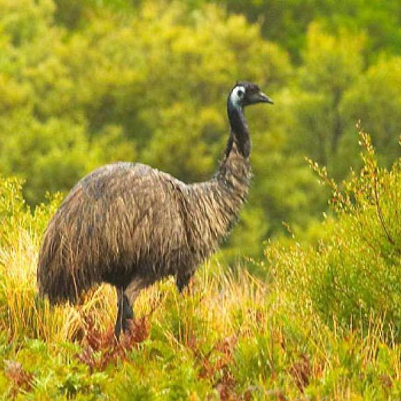 dagen&#AmazonePantanalenRiodeJaneiro