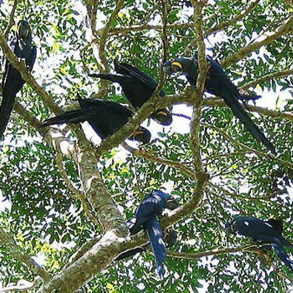 dagen&#AmazonePantanalenRiodeJaneiro