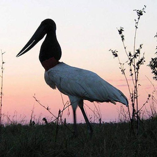 dagen&#AmazonePantanalenRiodeJaneiro