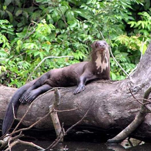 dagen&#AmazonePantanalenRiodeJaneiro