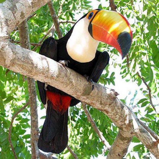 dagen&#AmazonePantanalenRiodeJaneiro