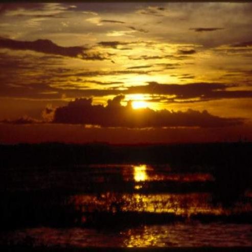 dagen&#AmazonePantanalenRiodeJaneiro