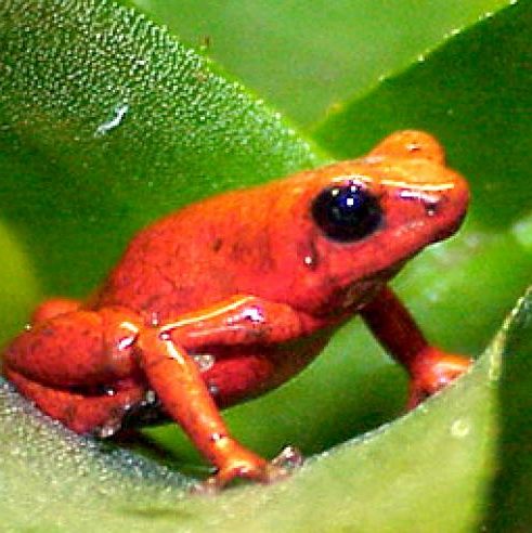 Panama