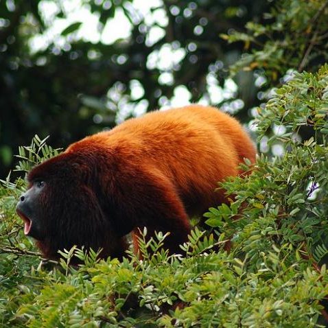 dagen&#Onbekendeamazone