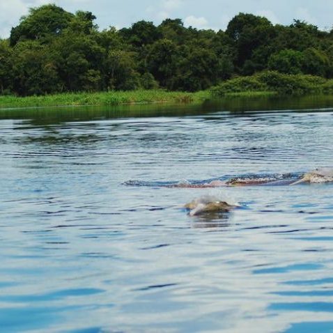 dagen&#Onbekendeamazone