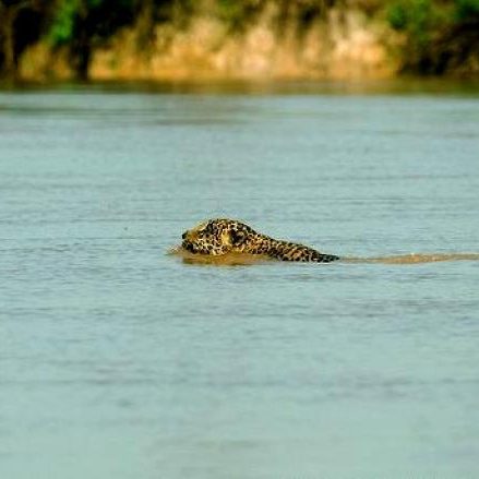 dagen&#Onbekendeamazone