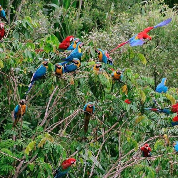 dagen&#ZuidPeru,hikenenjungle