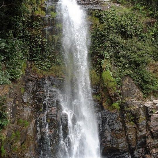 dagen&#AmazonePantanalenRiodeJaneiro