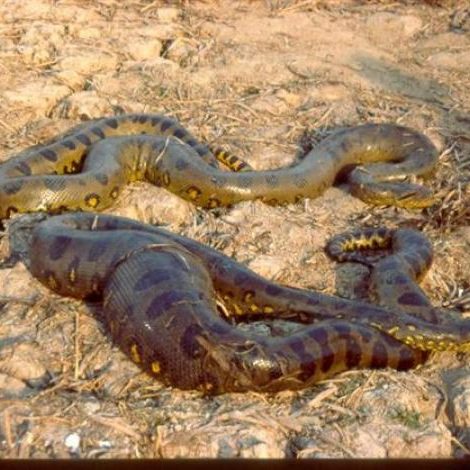 dagen&#AmazonePantanalenRiodeJaneiro