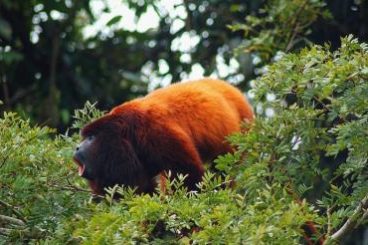 Araguato brulaap Manu Peru