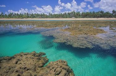 Bahia Bahia