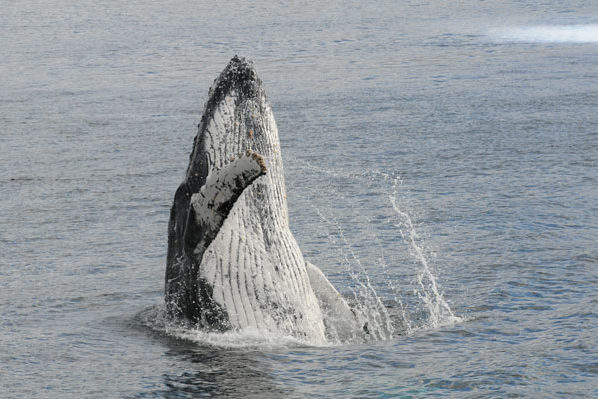 Thumbnail  dagen Expeditie bultrugwalvissen spotten