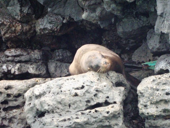 Thumbnail Galapagos locatie