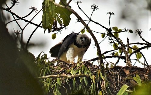 Reisverhalen Panama Natuur Authentiek