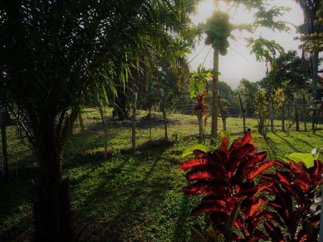 Thumbnail Panama Natuurreis - Lut Vivijs & Jan Vanhees Thumbnail Panama Natuurreis Lut Vivijs Jan Vanhees