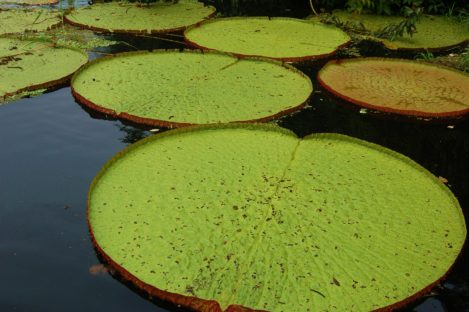 DagenOnbekendNoelKempff&#dePantanal