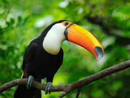 DagenBraziliëNatuurreis