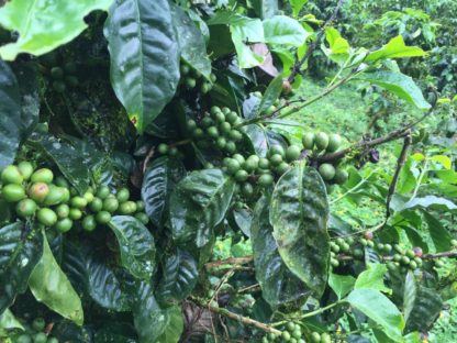 Dagen–ElSalvadorTotaalIndividueel